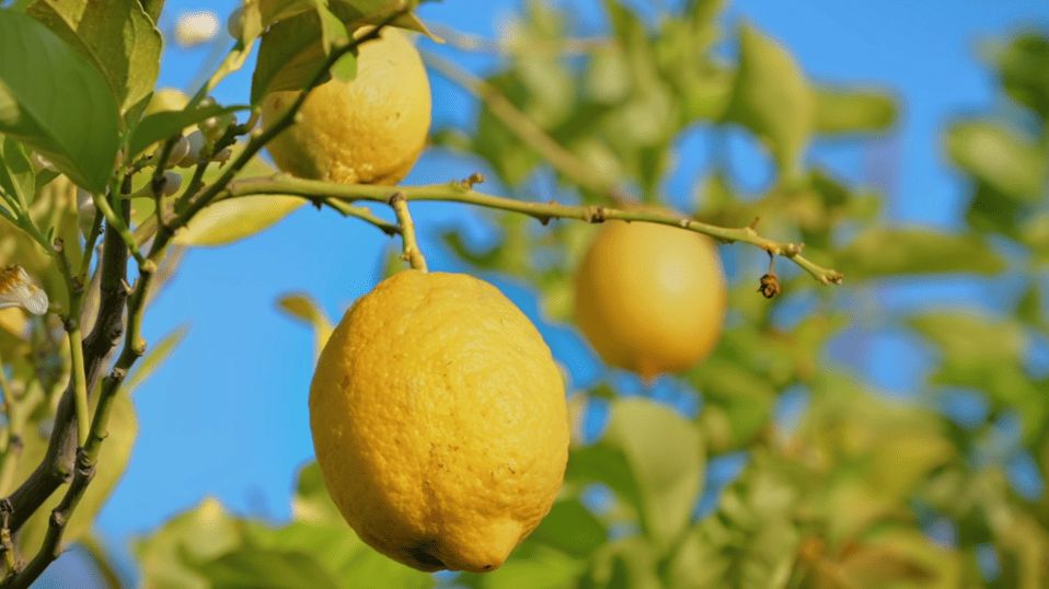 limoncello-flavour3